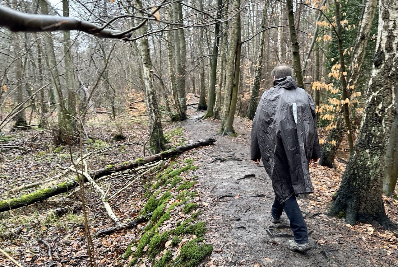 Dichter Laubwald, kahle Bäume. Ein Wanderer auf einem erhöht verlaufenden Pfad, der auf den Resten einer ehemaligen Landwehr verläuft.