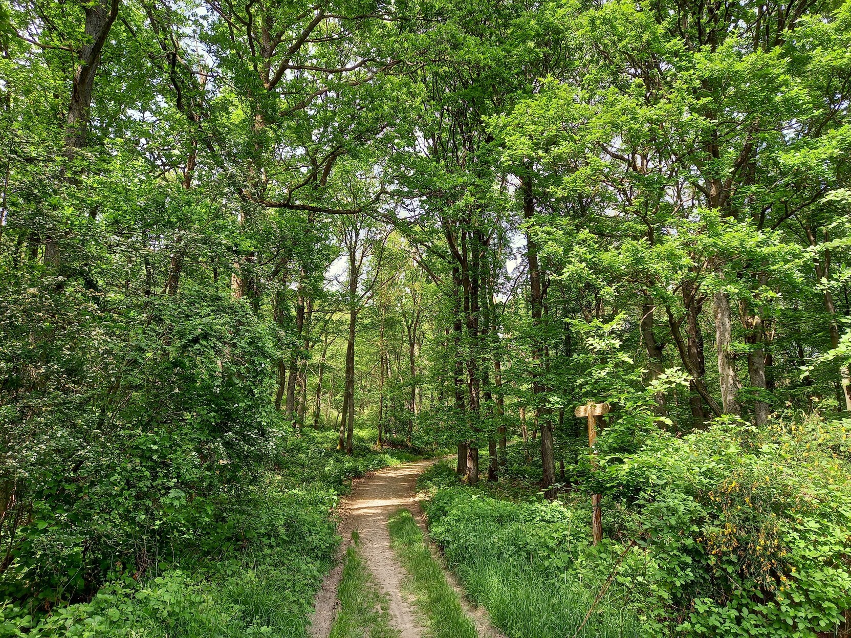 Hellgrüner Frühsommerwald, in der Mitte ein Wanderweg, rechts und links noch recht junge Bäume, Mischwald