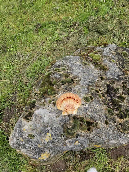 Eine Muschelschale, die auf einem teils mit Moos bewachsenen Findling liegt.
