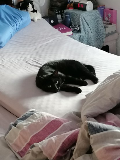 Meine schwarze Katze Inka liegt auf dem Bett nachdem wir aufgestanden sind, vermutlich denkt sie 