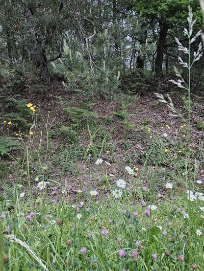 Blick über einige blühende Wiesenpflanzen (Margariten, Klee, eine langstielige mit gelben Blüten , Gräser) auf einen dahinterliegenden kleinen Anstieg zum Wald.