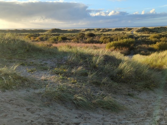 Die unteren 4/5 des Bildes sind eine bewachsene (viel Strandhafer) Dünenlandschaft im Abendlicht. Zwischen dem darüber liegenden blauen Himmel mit einer großen Wolkenschicht ist ein schmaler Streifen Meer zu erahnen.