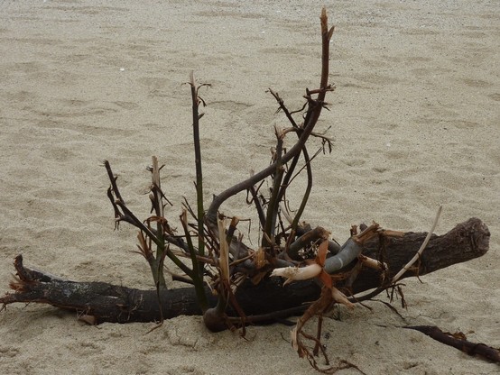 Ein abgebrochener Ast mit ebenfalls abgebrochenen Zweigen liegt über die Fotobreite im Vordergrund auf dem Sandstrand.