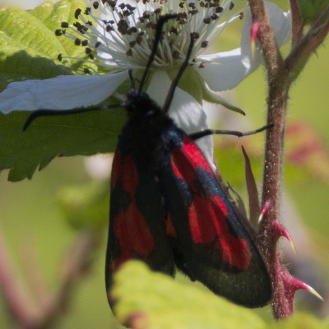 Ein schwarzer Nachtfalter mit roten Flecken auf schwarzen Flügeln sitzt unter einer Brombeerblüte.