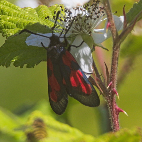Ein schwarzer Nachtfalter mit roten Flecken auf schwarzen Flügeln sitzt unter einer Brombeerblüte.