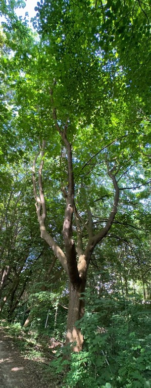 A tall tree with a thick trunk and numerous branches stands in a lush forest with dense green foliage. Sunlight filters through the leaves, casting light and shadows on the ground.