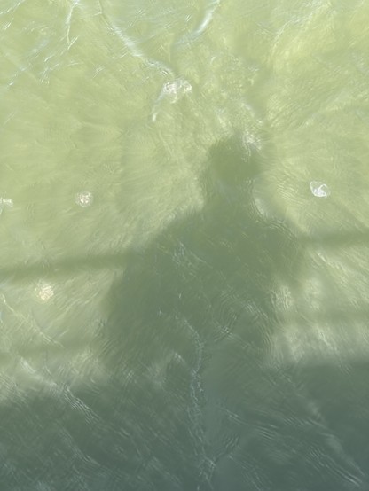 Shadow of a person cast on the surface of greenish water.