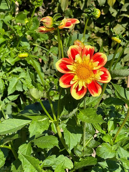 A vibrant flower with red and yellow petals in full bloom, surrounded by green foliage.