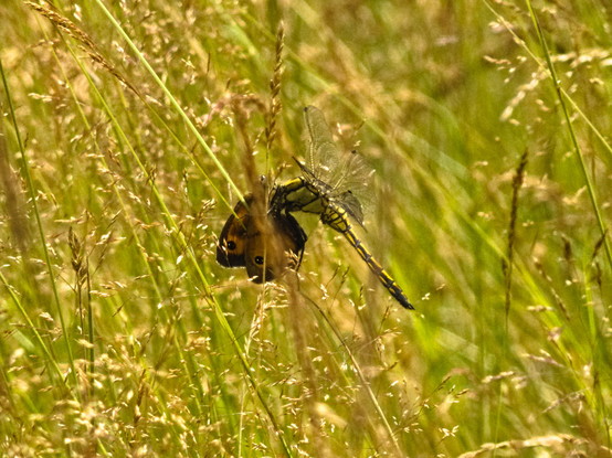 Im Gras sitzt eine Libelle und hält einen Schmetterling den sie gerade frisst. Man sieht die Flügel des Schmetterlings mit seinen braun umrandeden und orange gefüllten Vorderflügeln mit einem schwarzen Fleck mit zwei weißen Punkten in der Flügelspitze.