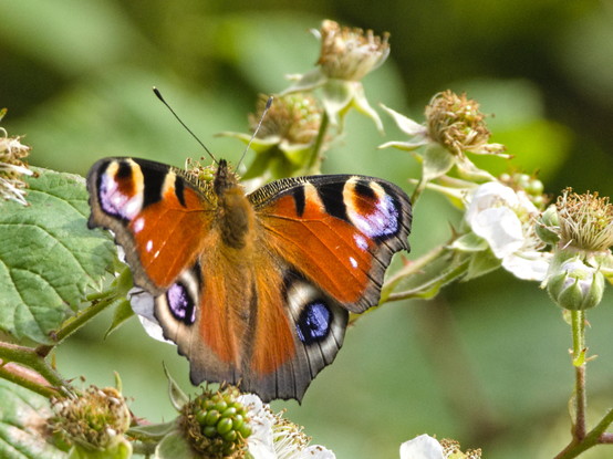Auf Brombeere sitzt ein Tagpfauenauge mit Roten Flügeln mit einem schwarz-blau-gelben Auge auf jeder oberen äußeren Flügelecke.