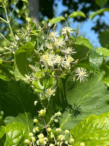 A close-up of white flowers with multiple petals and large green leaves under bright sunlight.