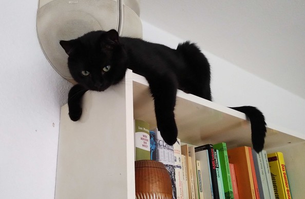 Schwarzer Kater liegt auf einem Bücherregal und läßt Vorderpfoten, Kopf und Schwanz hängen.