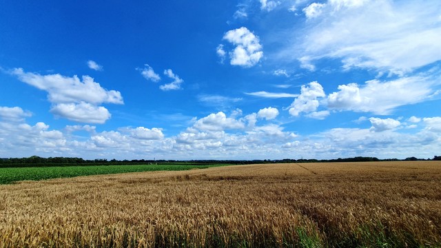 Blick über ein goldenes Getreidefeld unter weißblauem Himmel.