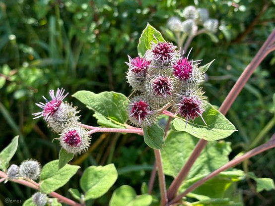 Close-up of a burdock plant with green leaves and spiky burrs featuring purple-red flowers.