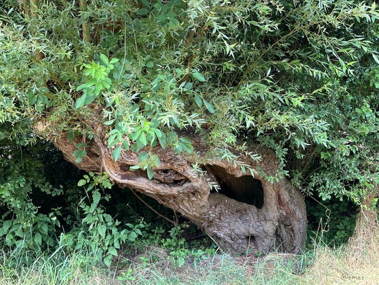 Ein verdrehter, hohler Baum mit üppigem grünem Laub und einer Bodenbedeckung aus verschiedenen Pflanzen und Gras auf dem ein Holunder wächst. 