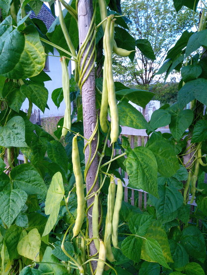 Bohnenpflanzen, die sich um eine Holzstange gewunden haben, mit langen grün-gelblichen Früchten. 