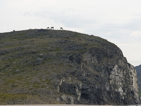 Rentiere weit entfernt auf einem dicken felsigen Berg.