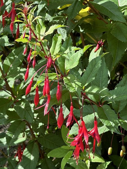 A close-up of bright red fuchsia flowers hanging from green foliage.