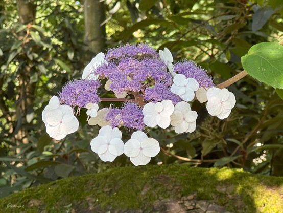 Purple and white hydrangea flowers with a background of greenery in a forest setting.
