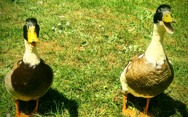 Zwei Enten stehen mit offenem Schnabel auf einer Wiese und schauen Richtung Kamera