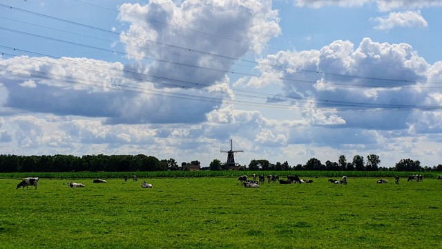 Blick über eine topfebene Weide mit schwarzbunten Kühe darauf, am Horizont in der Bildmitte eine Windmühle.