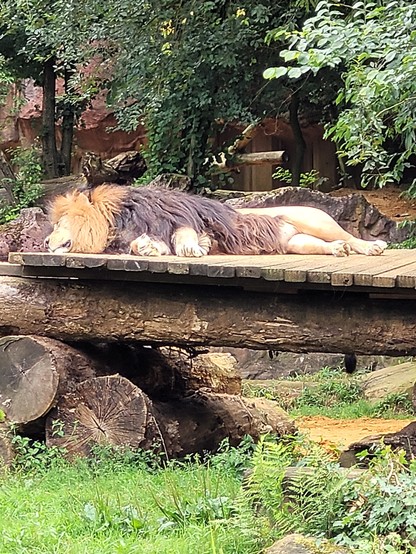Ein Löwe liegt schlafend auf Holzbrettern.