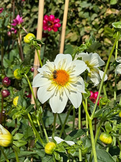 A bee on a white flower with a yellow center, surrounded by green leaves and flower buds. Pink flowers and greenery are in the background.