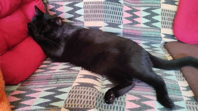 Schwarzer Kater liegt auf einem bunten Sofa, Kopf auf Vorderpfote, gegen ein rotes Sofakissen gestützt.
