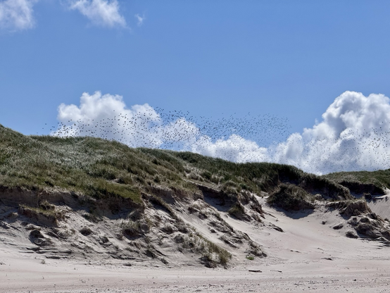 Vögel über Sanddünen in Dänemark 