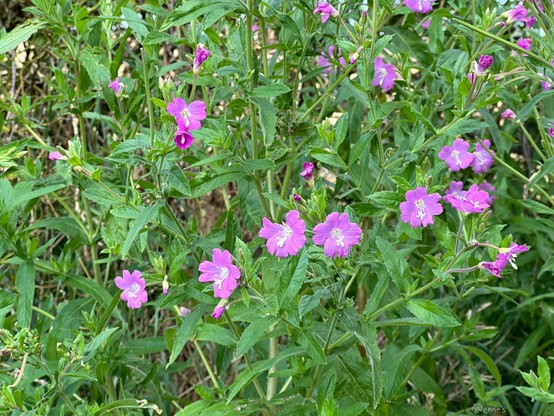 Wildflowers with purple blooms surrounded by green foliage.