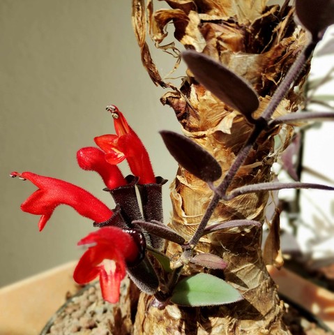 Aeschynanthus (lobbianus?). 4 rote Blüten an der Spitze einer Ranke vor einer Amarylliszwiebel.