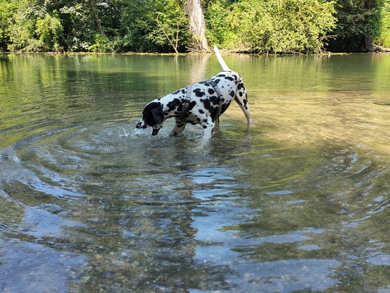 Der Hund beißt einen See