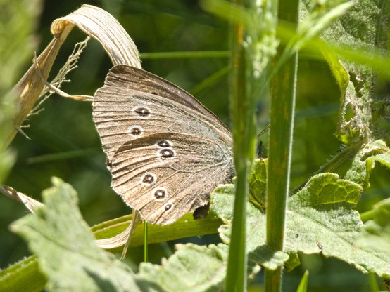 Im Kraut sitzt ein brauner Schmetterling mit weiß umrandeden schwarzen Augen mit weißem Kern. Der Kopf wird durch einen Grashalm verdeckt