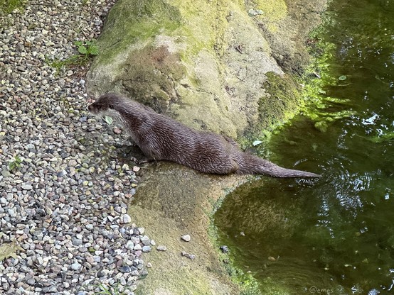 An otter on the edge of a small body of water, surrounded by rocks and pebbles.