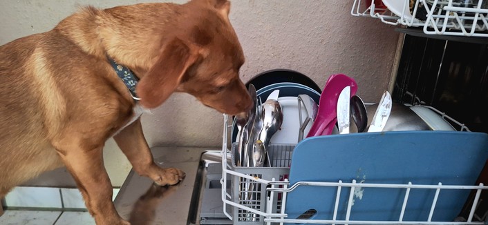 Kleiner brauner Hund leckt den Inhalt einer offenen Spülmaschine ab.