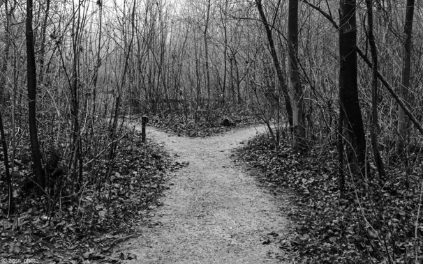 Ein Schwarz-weiß-Foto eines Fußweges durch heimisches Gehölz.
Der kleine Pfad führt zunächst geradeaus und verzweigt sich in der Mitte nach links und rechts.
