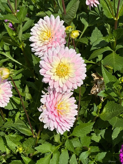 Pale pink and yellow dahlias with green leaves.