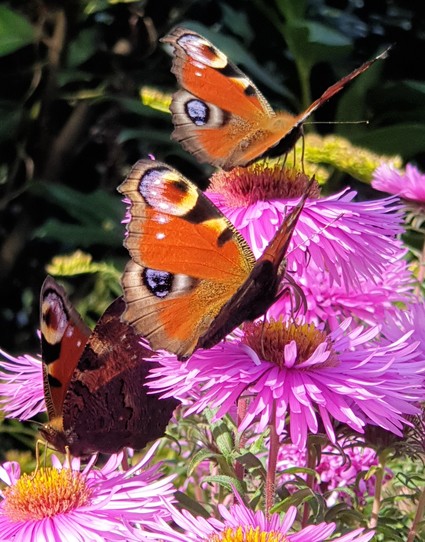 3 Schmetterlinge,  Tagpfauenaugen, auf lilafarbenen Astern.