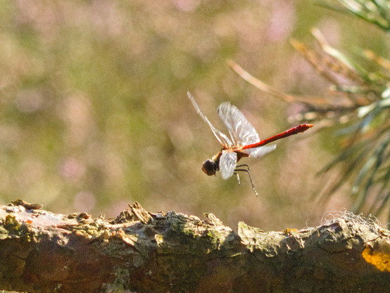 Eine rote Libelle fliegt auf einen Kiefernast zu, sie hat die Beine ausgebreitet und die Flügel sind auf der Höhe der Körpermitte.