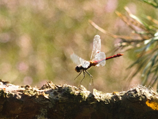 Eine rote Libelle fliegt auf einen Kiefernast zu und 