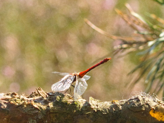 Eine rote Libelle landet auf einen Kiefernast, die Flügel bewegen sich nach unten, das Foto hält den Moment der Landung fest, der Hinterkörper steht in der Luft.