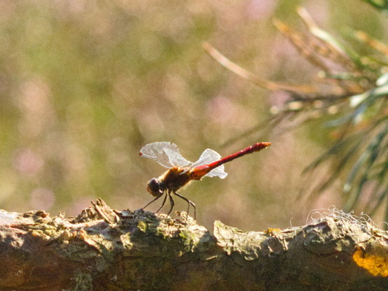 Eine rote Libelle landet auf einen Kiefernast, sie hat die Beine auf dem Ast  und die Flügel sind auf der Höhe der Körpermitte.