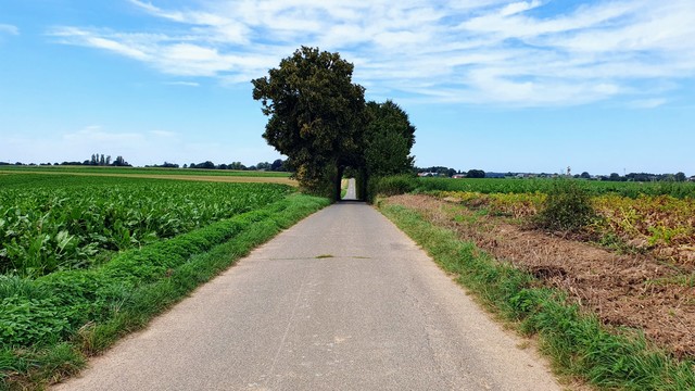 Blick einen Feldweg entlang, der voraus durch eine kleine Senke geht. In der Senke ist der Weg von Bäumen und Buschwerk umgeben, die ihn wie ein Tunnel mit rechteckigem Durchlass überwuchern.