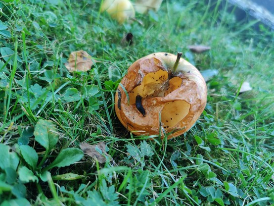 Auf einer Wiese liegender Apfel, zur Hälfte aufgegessen und auagehölt, eine kleine Schnecke krabbelt darin herum