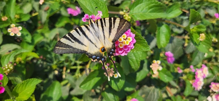 Ein Schmetterling sitzt auf einer rosafarbenen Blüte vor grünem Blattwerk.