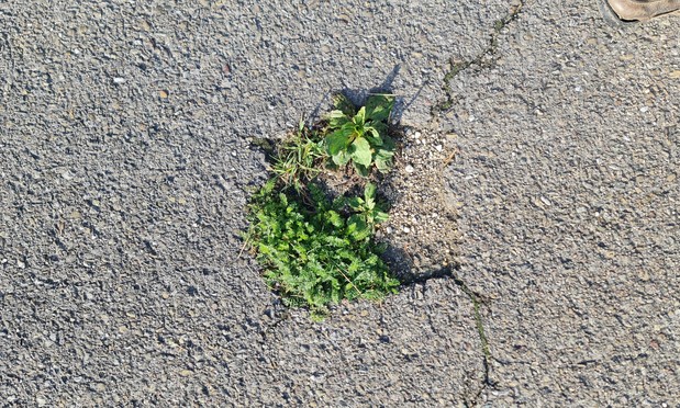 Viereckiges Loch im Trottoir, etwa fussbreit, worin Gras und Löwenzahn wächst