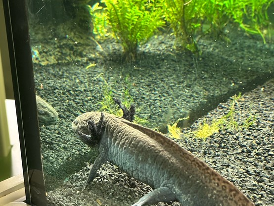 An amphibian, likely an axolotl, is swimming in an aquarium, with its reflection visible on the glass. The background features aquatic plants and gravel.