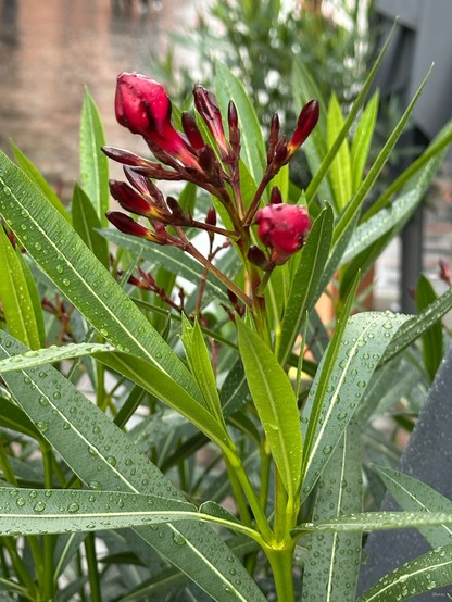 Close-up of a plant with slender green leaves and clusters of reddish-pink flower buds, glistening with raindrops. A blurred background suggests an outdoor setting.