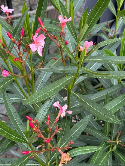 A close-up of a flowering plant with pink flowers and green, elongated leaves. Some leaves have water droplets on them, suggesting recent rain. 