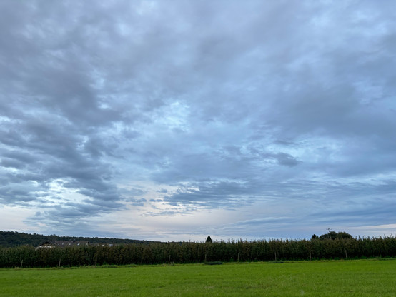 Am unteren Bildrand eine große durchgehende Wiesenfläche, direkt darüber Apfelbäume einer Plantage. Darüber der durchgehend silbrig grau flauschig bewölkte Himmel. Über den Baumplantagen mittig scheint etwas die Sonne durch.